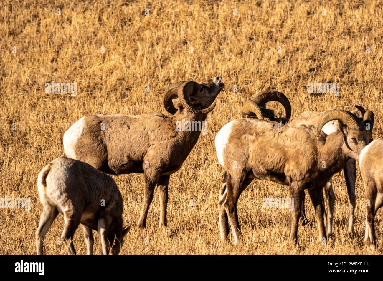 Wild Bighorn Sheep dans le champ Banque D'Images