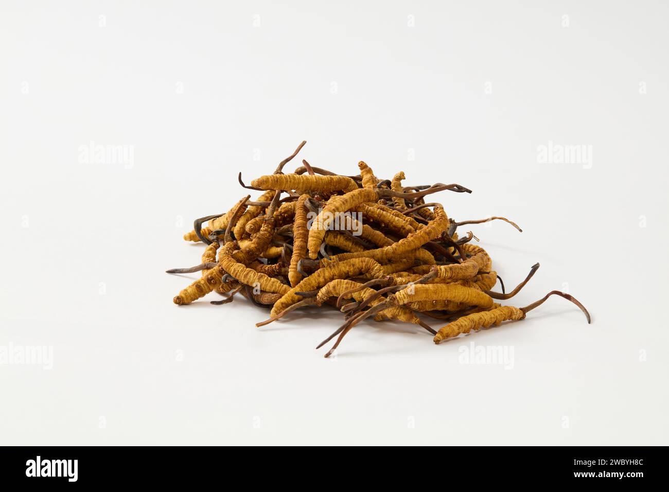 Un tas de Cordyceps Sinensis séché décoré sur le fond blanc. Cordyceps est pensé pour booster les performances athlétiques Banque D'Images