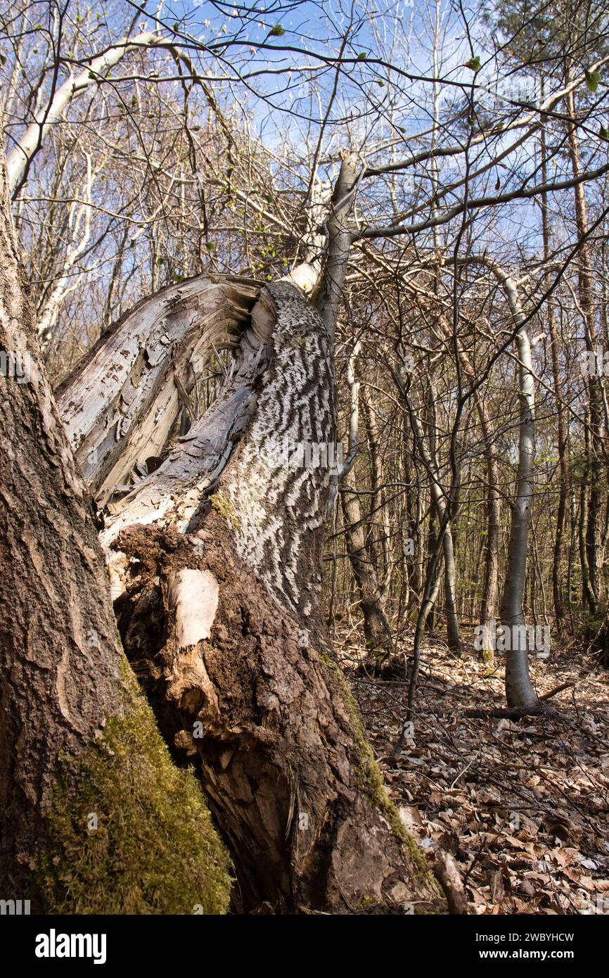Tronc d'arbre fendu et tombant dans la forêt du Palatinat près de Hinkelstein un jour de printemps en Allemagne. Banque D'Images