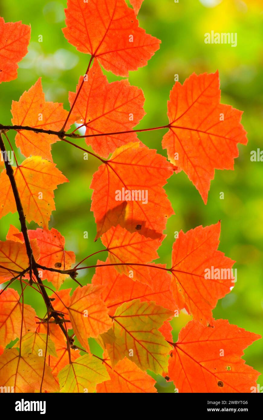 Les feuilles d'érable à sucre sur milieu Saranac Lake Saranac Lake, sentier de forêt sauvage, Adirondack Forest Preserve, New York Banque D'Images