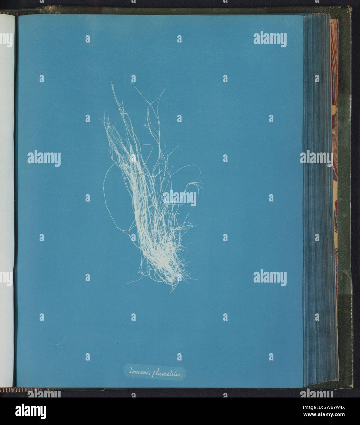 Lemania fluviatilis [= Lemanea fluviatilis], Anna Atkins, c. 1843 - c. 1853 photographie Royaume-Uni support photographique algues cyanotypes, algues marines Banque D'Images