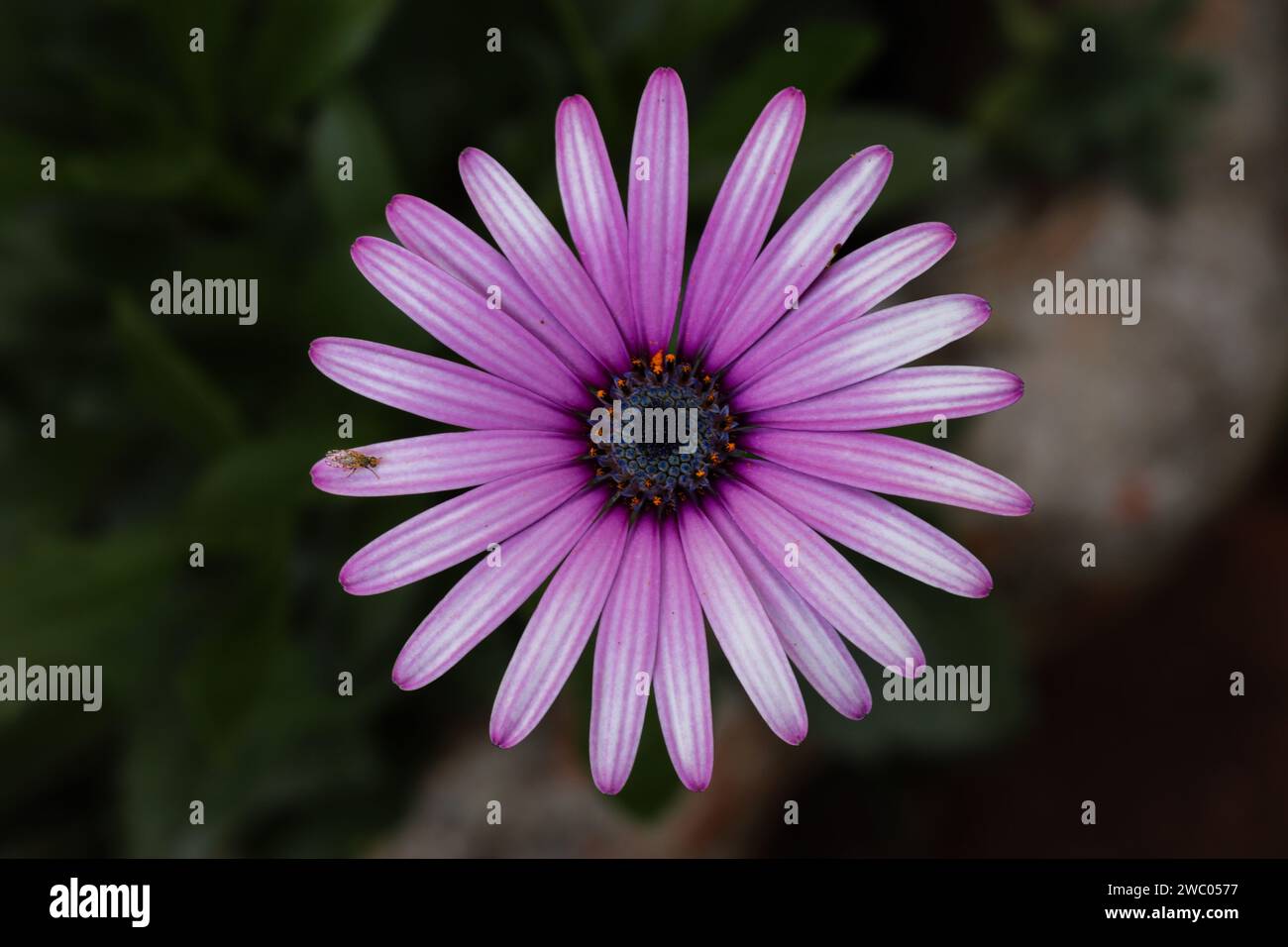 Fleur de Cape marguerite avec un insecte sur un pétale, aux couleurs vives, Afrique du Sud. Banque D'Images