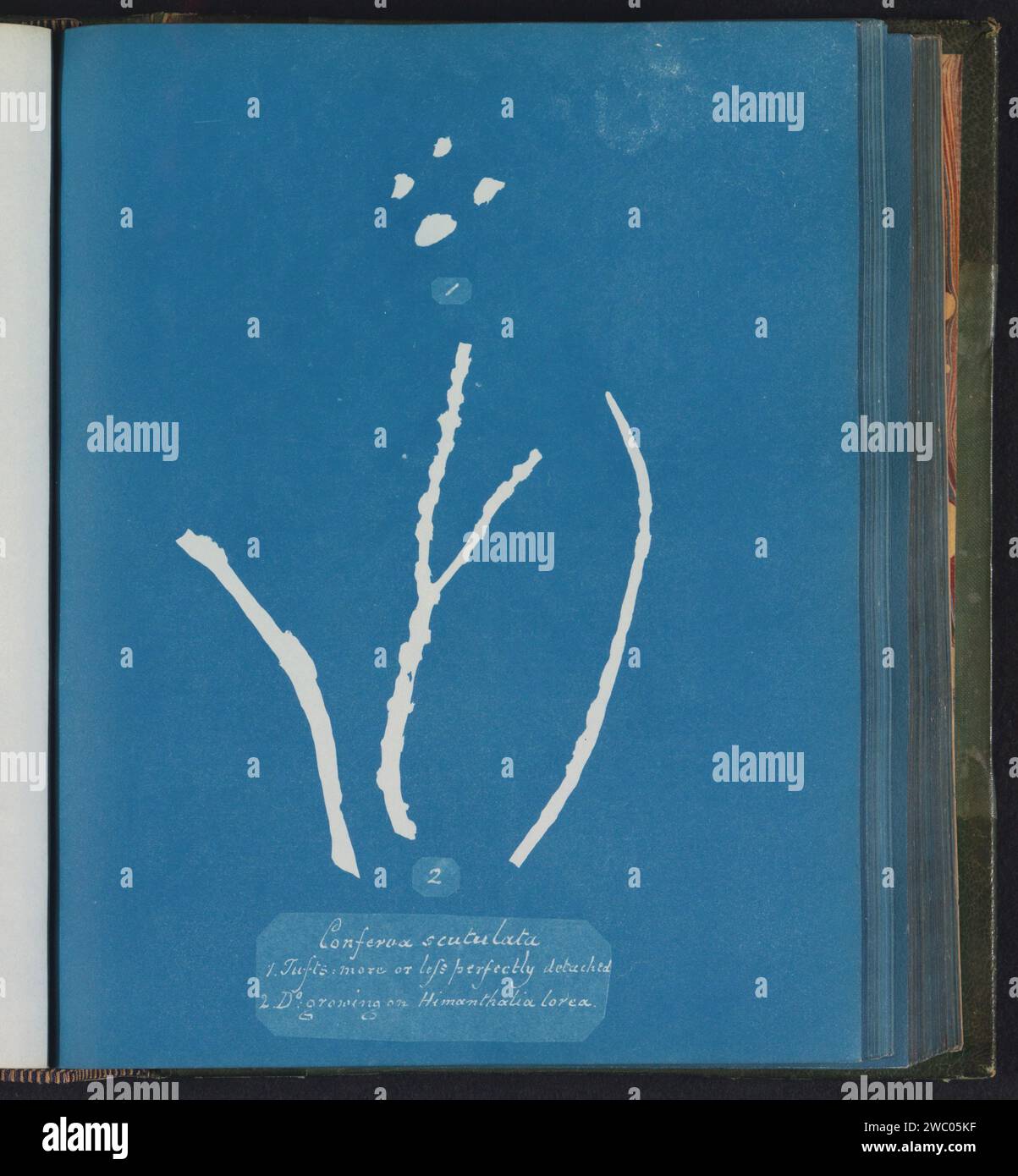 Conferva scutulata / 1. Touffes plus ou moins parfaitement détachées / 2. D[itt]o pousse sur Himanthalia Lorea, Anna Atkins, c. 1843 - c. 1853 photographie Royaume-Uni support photographique algues cyanotypes, algues marines Banque D'Images