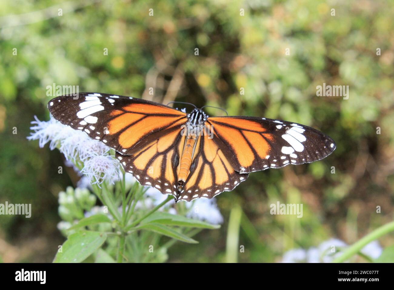 Papillon tigre rayé, Danaus genutia sur une fleur avec fond vert. Banque D'Images