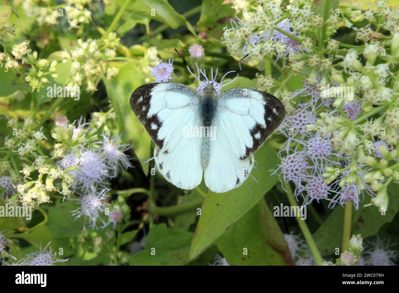 Papillon sur fleur. Banque D'Images