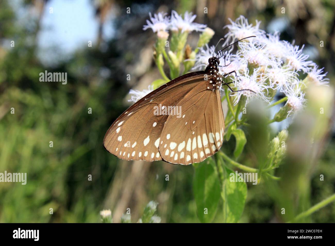 Papillon sur fleur. Banque D'Images