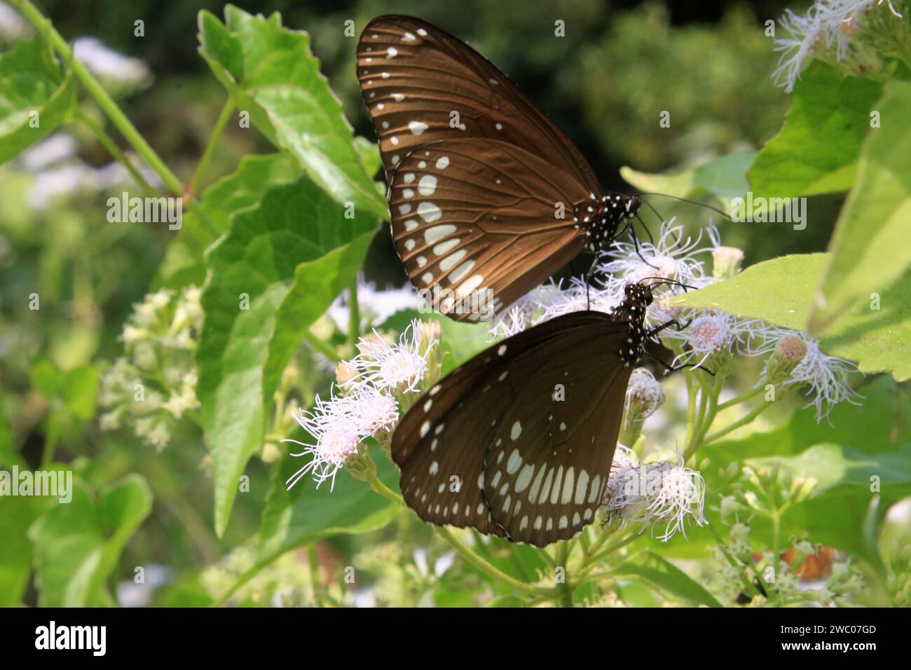 Papillon sur fleur. Banque D'Images