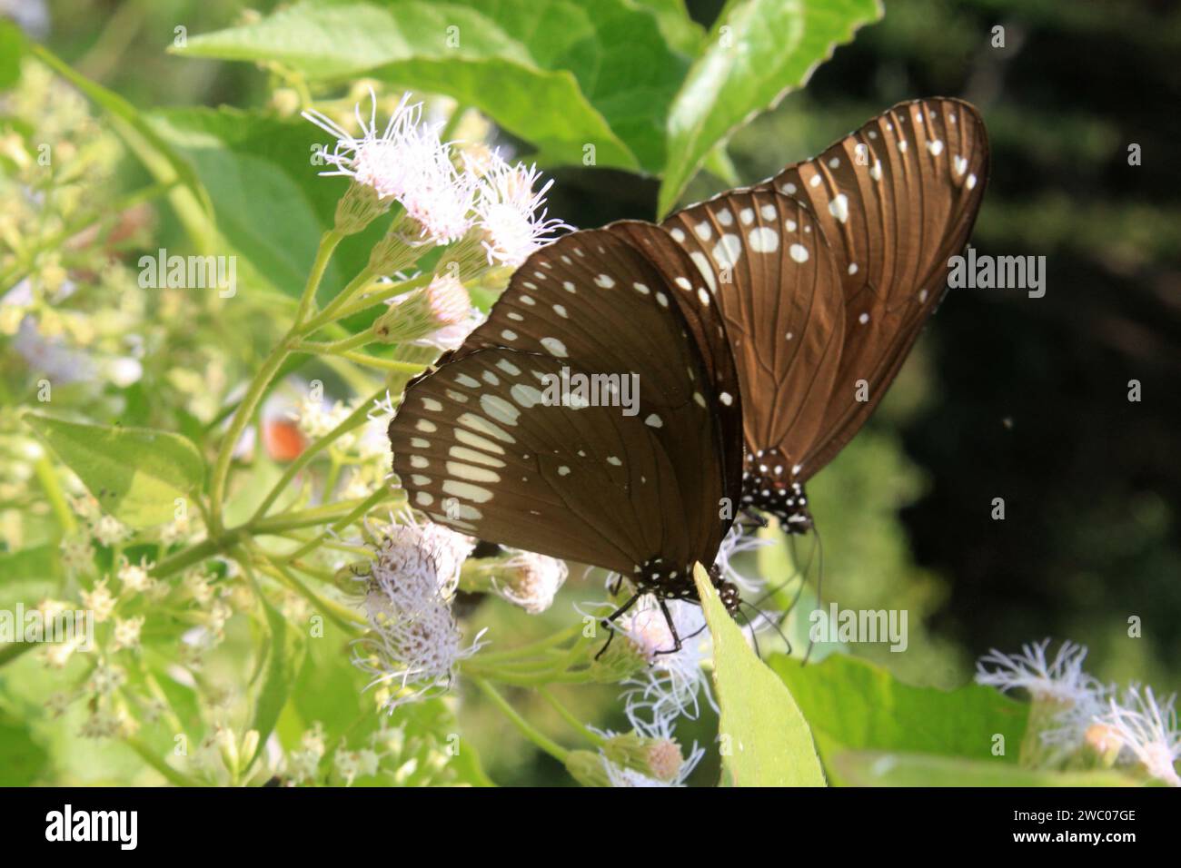 Papillon sur fleur. Banque D'Images