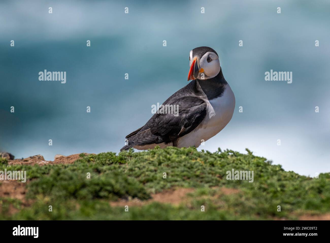 Portrait d'un macareux de l'atlantique perché au bord d'une falaise. Il semble curieux et la mer floue est en arrière-plan Banque D'Images