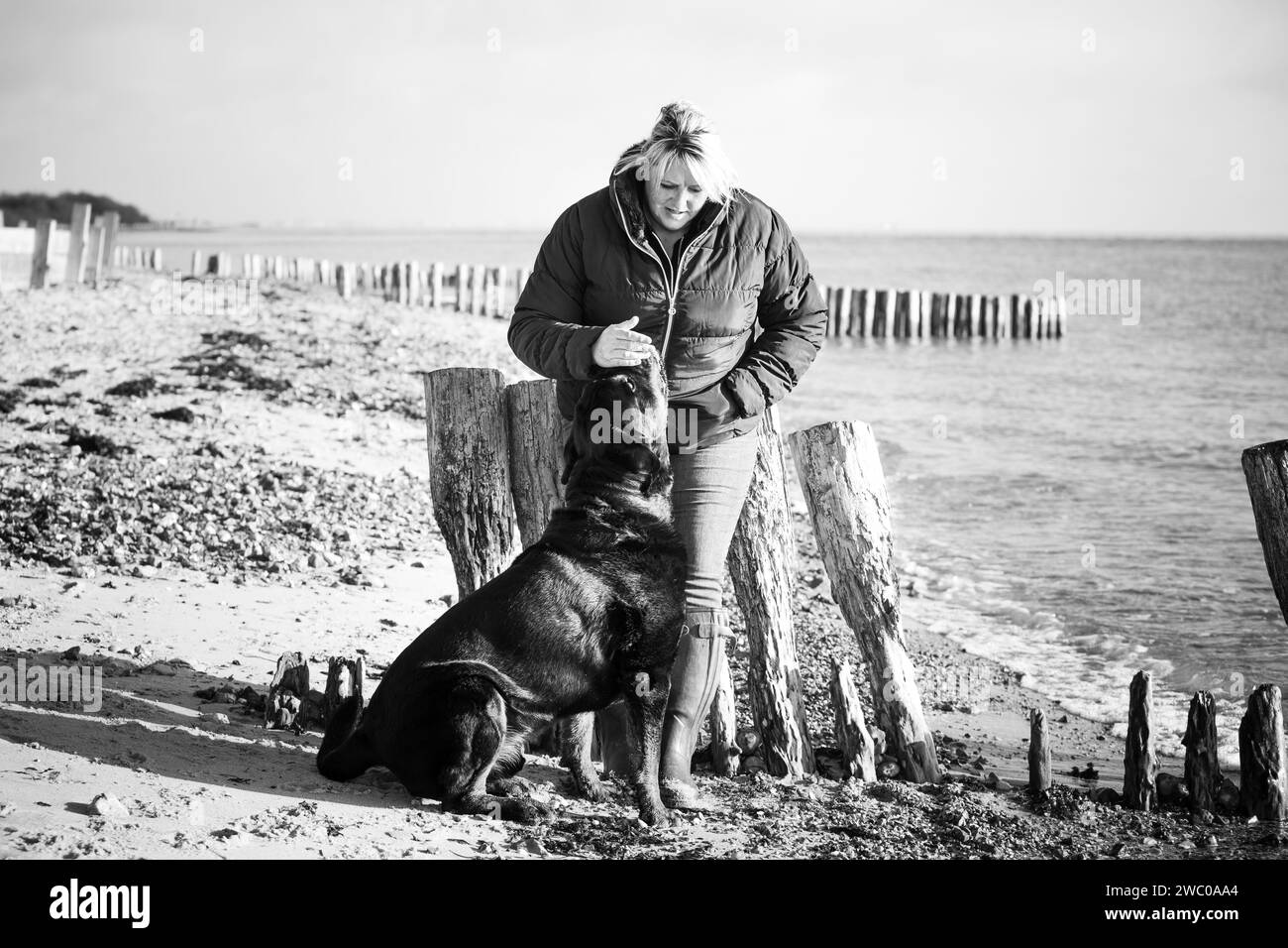 chien Banque D'Images