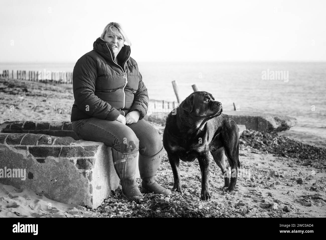 chien Banque D'Images