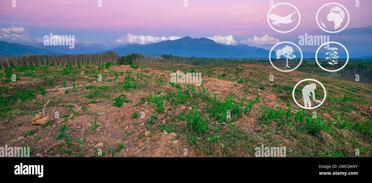 Ressources pédagogiques sur le tourisme et l'agriculture, plantation de caoutchouc, préparation de la zone pour la culture de caoutchouc, Panorama Banque D'Images