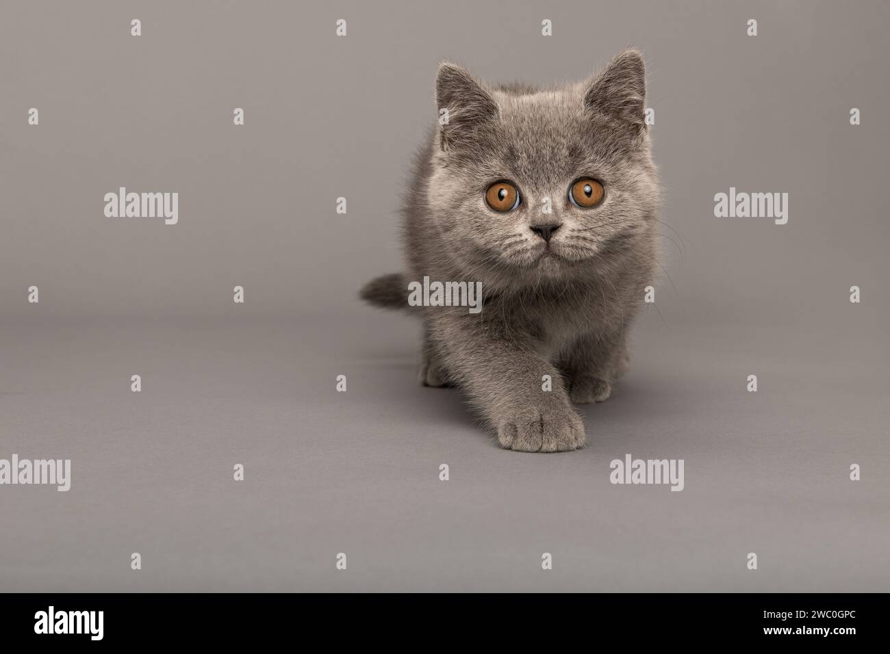 Chaton gris britannique à cheveux courts avec des yeux dorés regardant la caméra et marchant vers la caméra sur un fond gris Banque D'Images