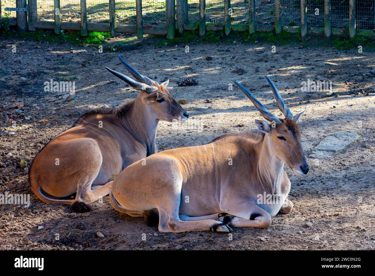 Deux antilopes au sol ruminant après plusieurs heures de pâturage de l'herbe Banque D'Images