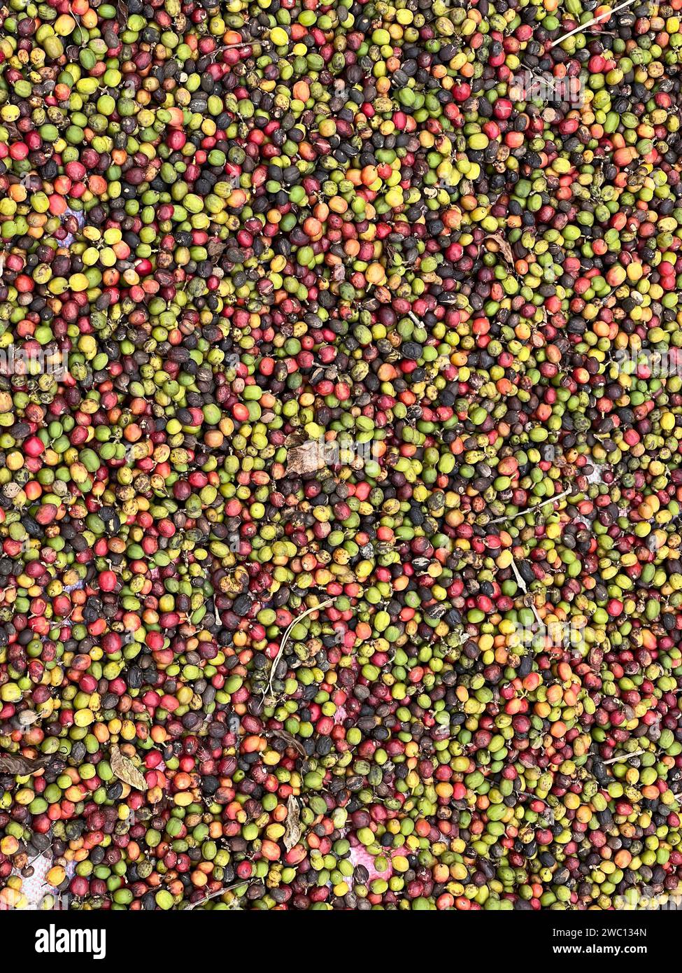 Cerises de café séchées dans un jardin sur une feuille de plastique au soleil. ce processus est appelé le processus naturel. le café de jardin est un tradiol éthiopien Banque D'Images