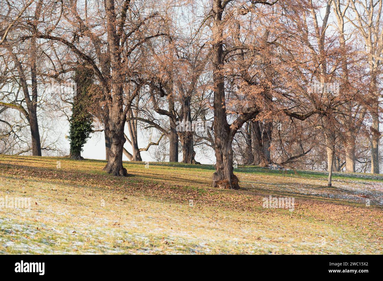 Arbres , Europe centrale , en hiver Banque D'Images