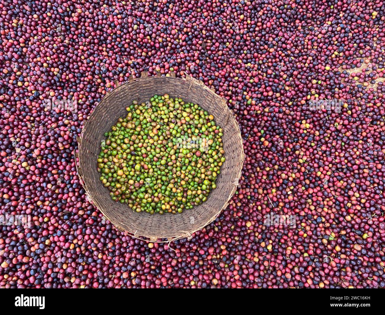 Cerises de café rouges et vertes éthiopiennes couchées pour sécher au soleil. Ce processus est le processus naturel. Les cerises sont triées à la main et le vert est pu Banque D'Images