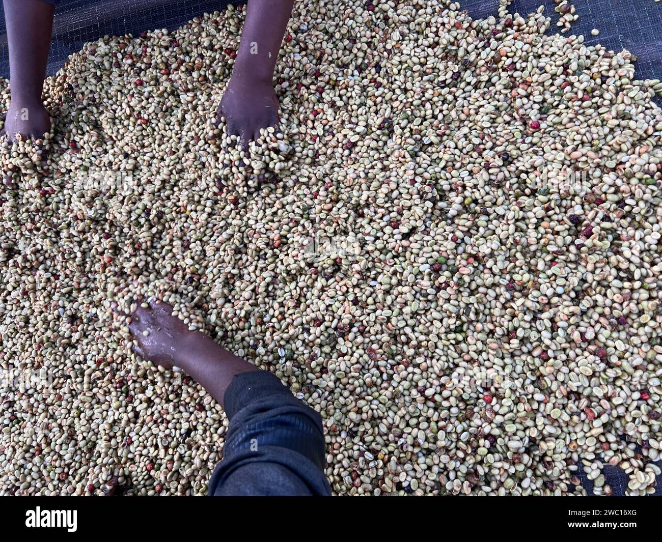 Mains de femmes mélangeant des cerises de café transformées par le procédé Honey dans la région de Sidama, en Éthiopie. Banque D'Images