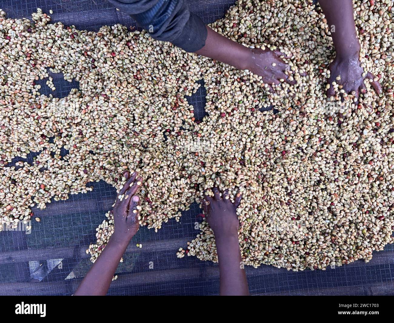 Mains de femmes mélangeant des cerises de café transformées par le procédé Honey dans la région de Sidama, en Éthiopie. Banque D'Images