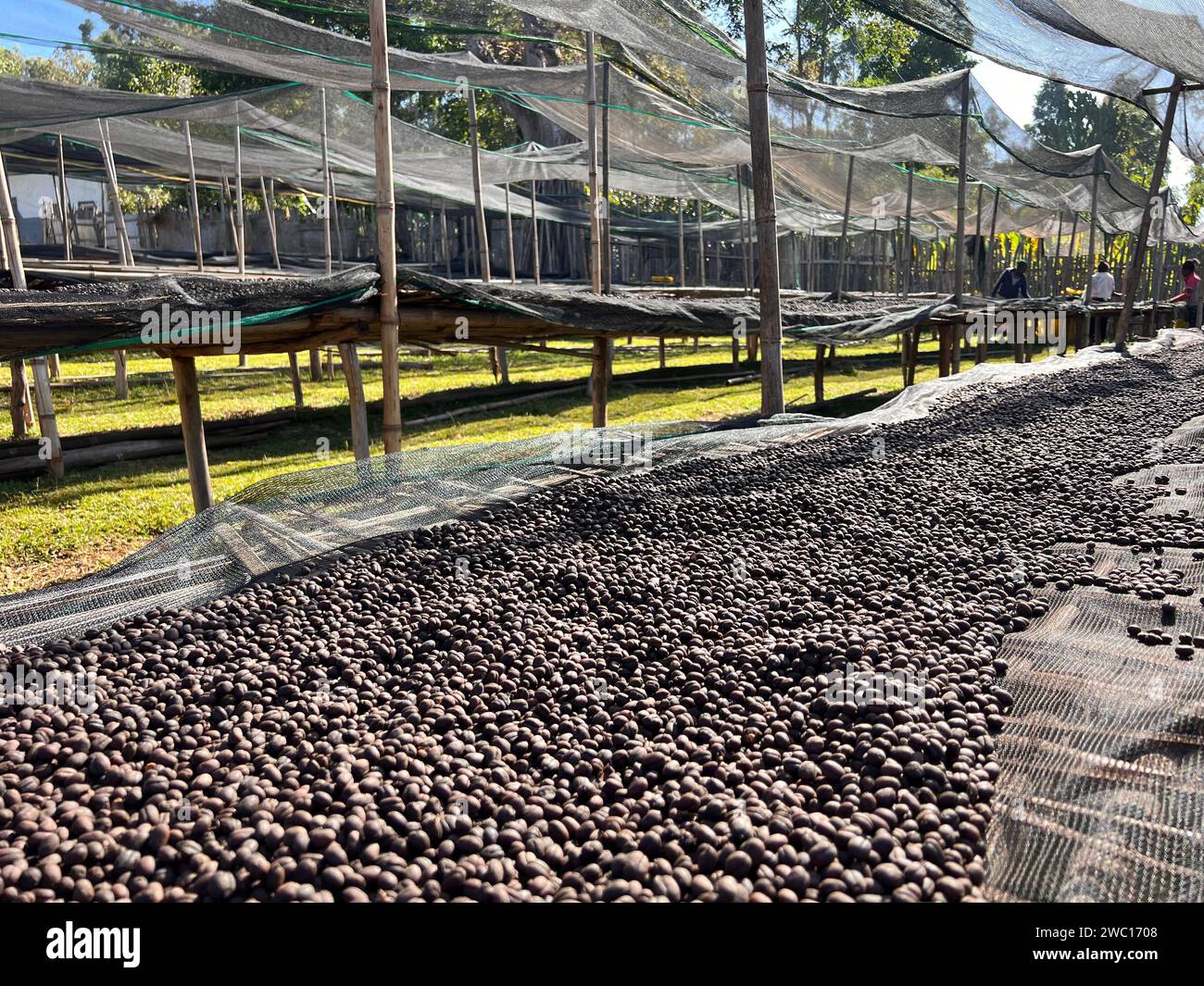 Cerises de café éthiopiennes couchées pour sécher au soleil dans une station de séchage sur des lits de bambou surélevés. Processus naturel, Bona Zuria, Sidama, Ethiopie, Afrique Banque D'Images