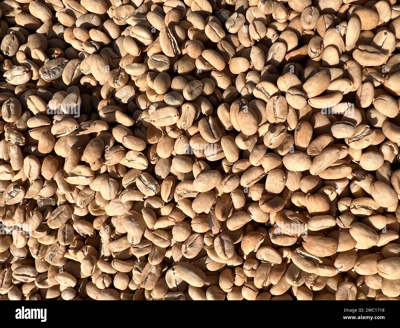 Ethiopian séché et peler le grain de café de coquille couché pour sécher au soleil. Bona Zuria, Éthiopie Banque D'Images