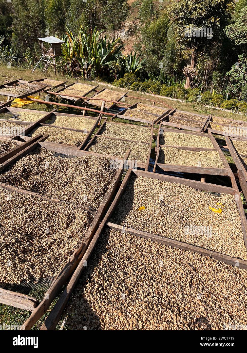 Cerises de café éthiopiennes couchées pour sécher au soleil dans une station de séchage sur des lits de bambou surélevés. Ce processus est le processus naturel. Bona Zuria, Sidama, Banque D'Images