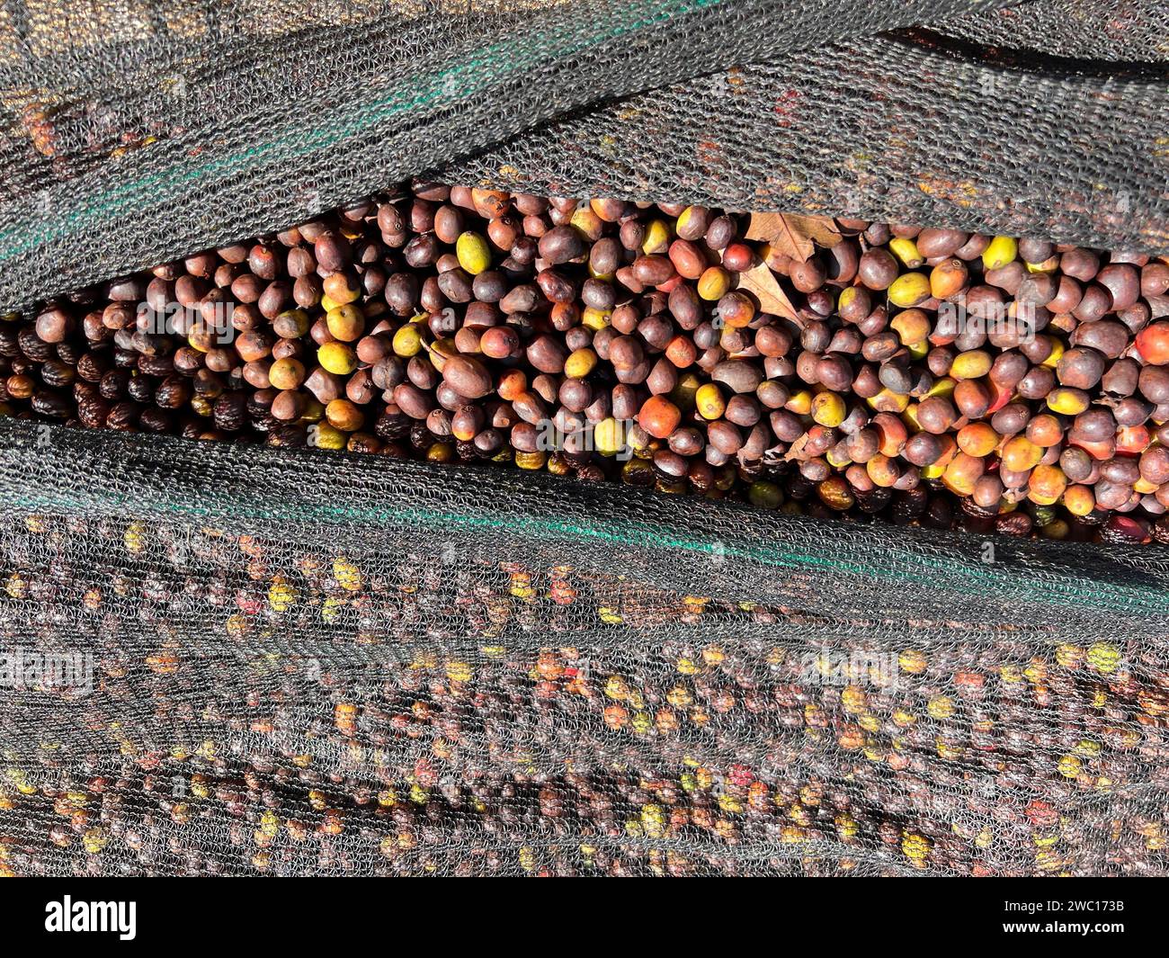 Cerises de café rouges et vertes éthiopiennes couchées à sécher au soleil. Bona Zuria, Éthiopie Banque D'Images