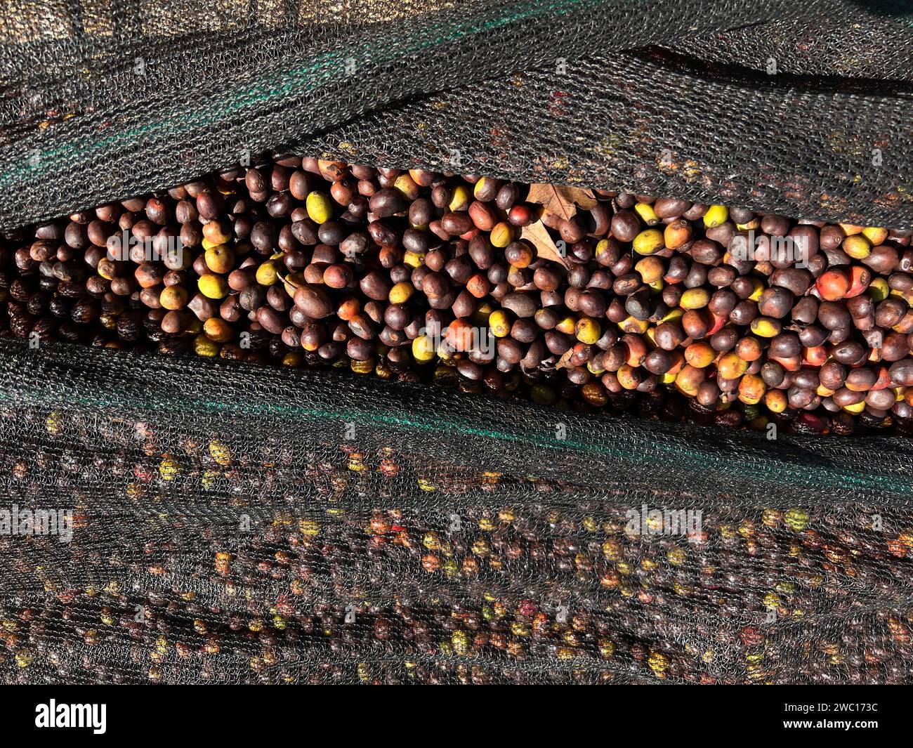 Cerises de café rouges et vertes éthiopiennes couchées à sécher au soleil. Bona Zuria, Éthiopie Banque D'Images