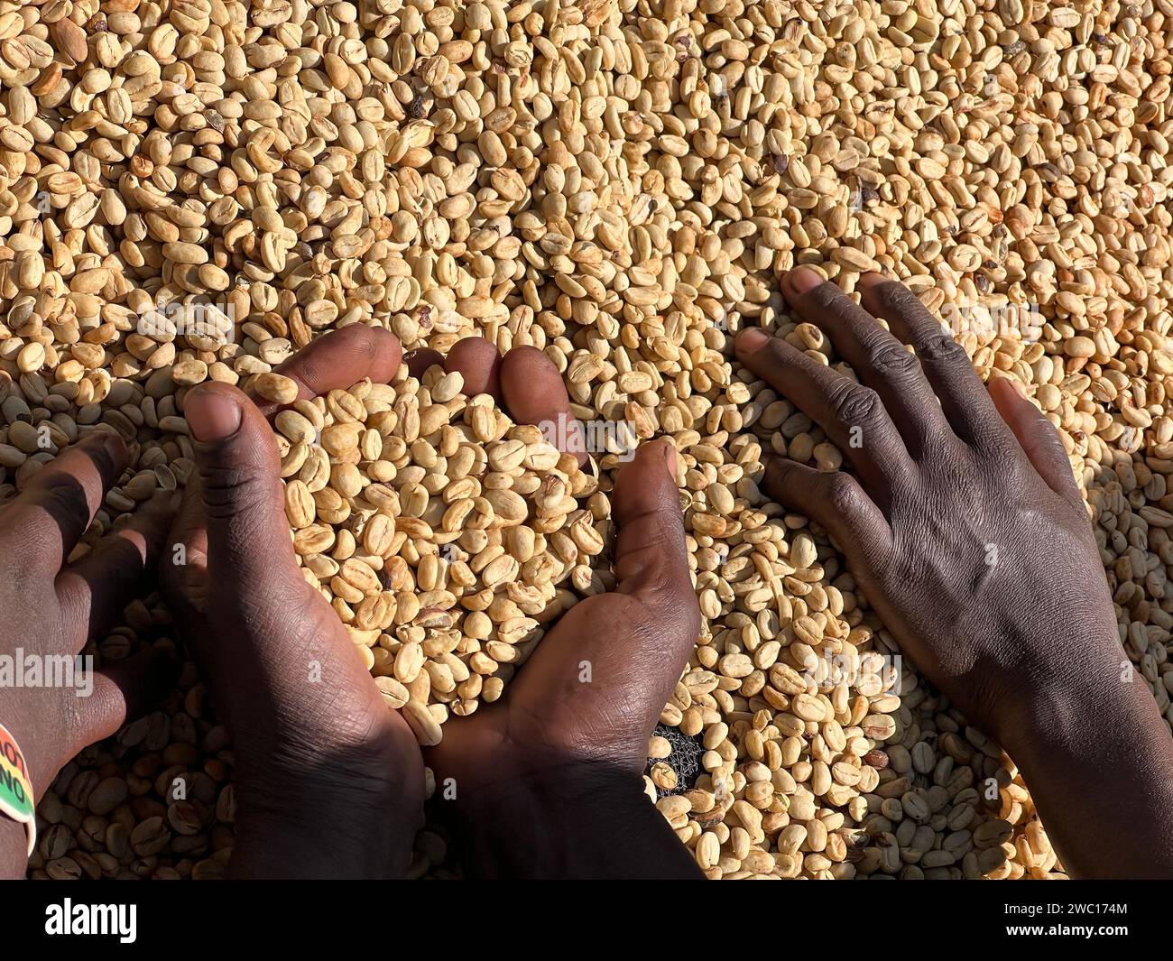 Mains de femmes montrant des grains de café secs dans le processus de séchage au soleil, le processus du miel, dans la région montagneuse de Sidama en Éthiopie Banque D'Images