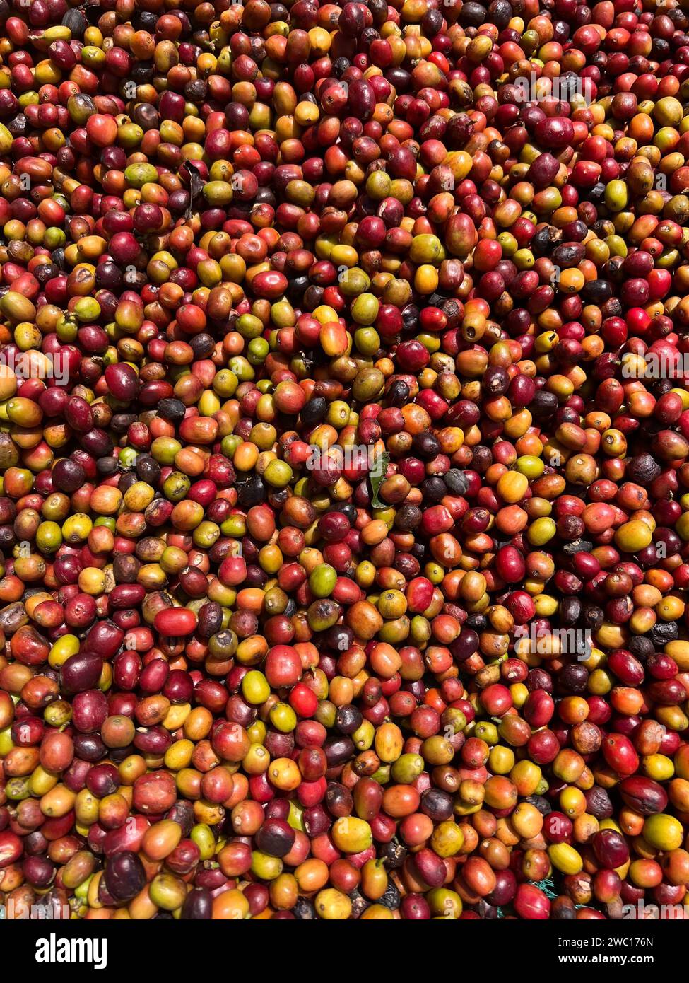 Cerises de café rouges et vertes éthiopiennes couchées à sécher au soleil. Ce processus est le processus naturel. Bona Zuria, Éthiopie Banque D'Images