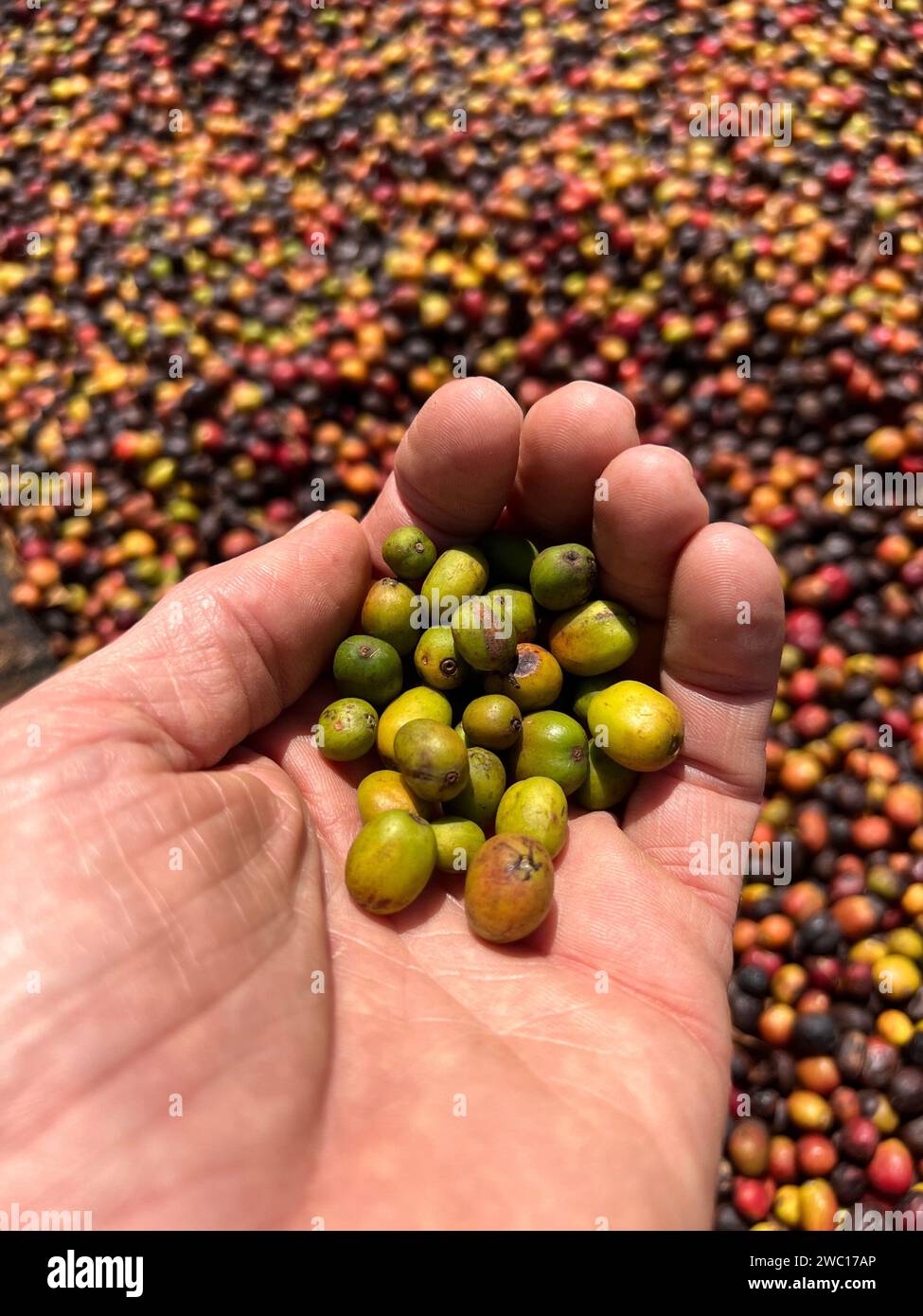 Mains montrant des cerises de café transformées par le procédé Honey dans la région de Sidama, Ethiopie Banque D'Images