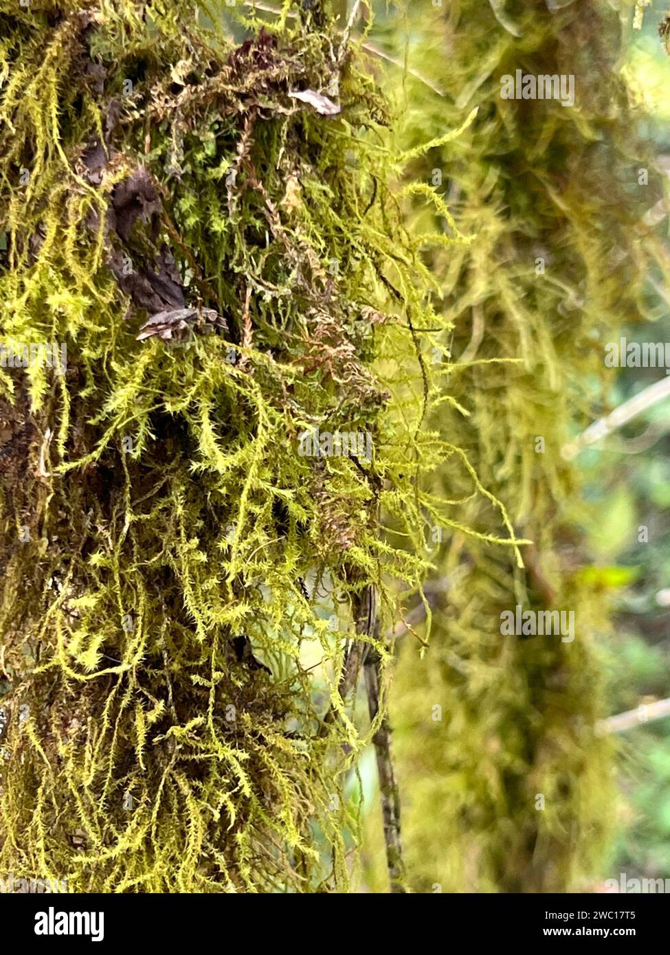 Gros plan sur la mousse dans une forêt éthiopienne Banque D'Images