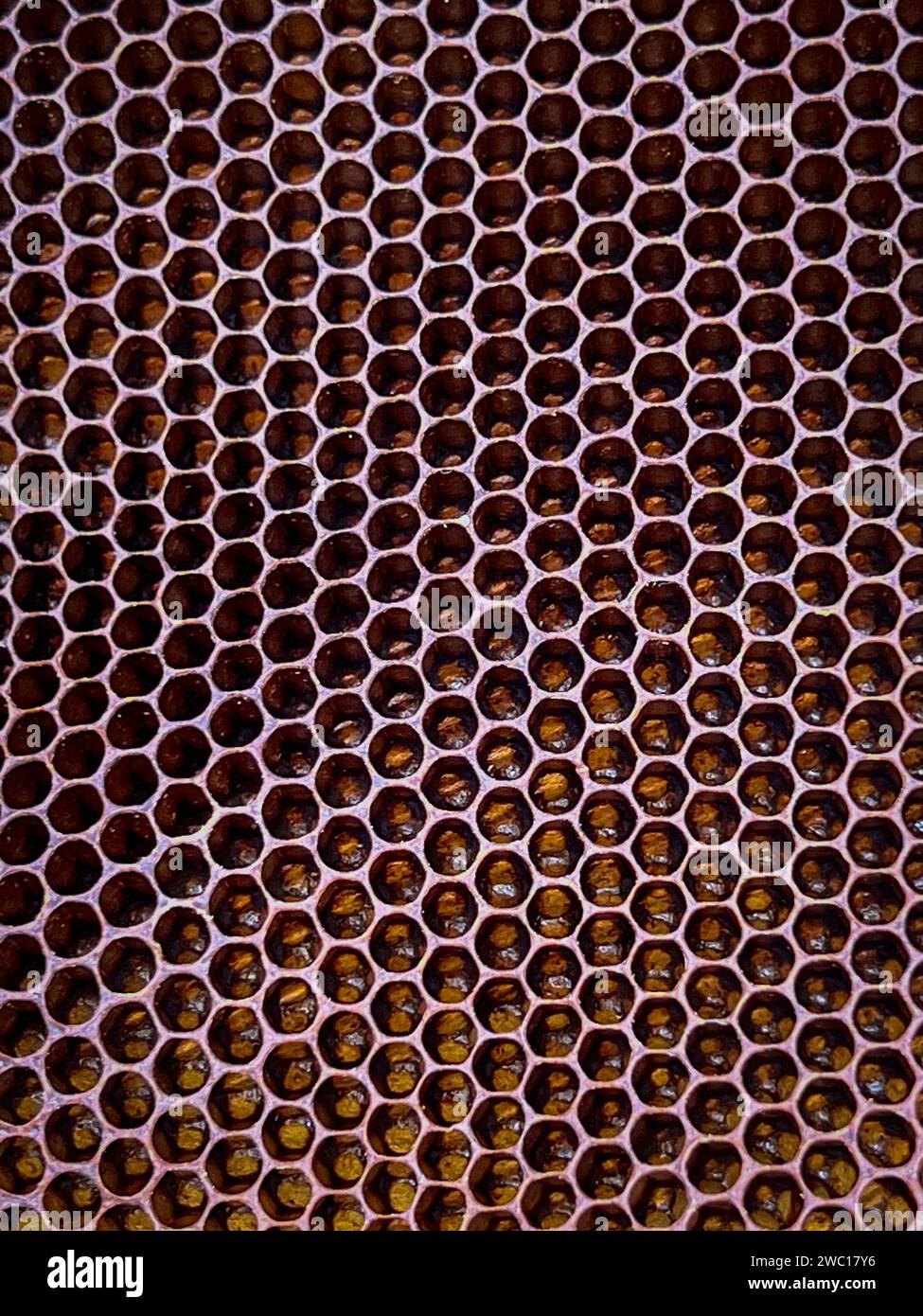 Gros plan d'un peigne d'abeilles naturel fabriqué par des abeilles sauvages Banque D'Images