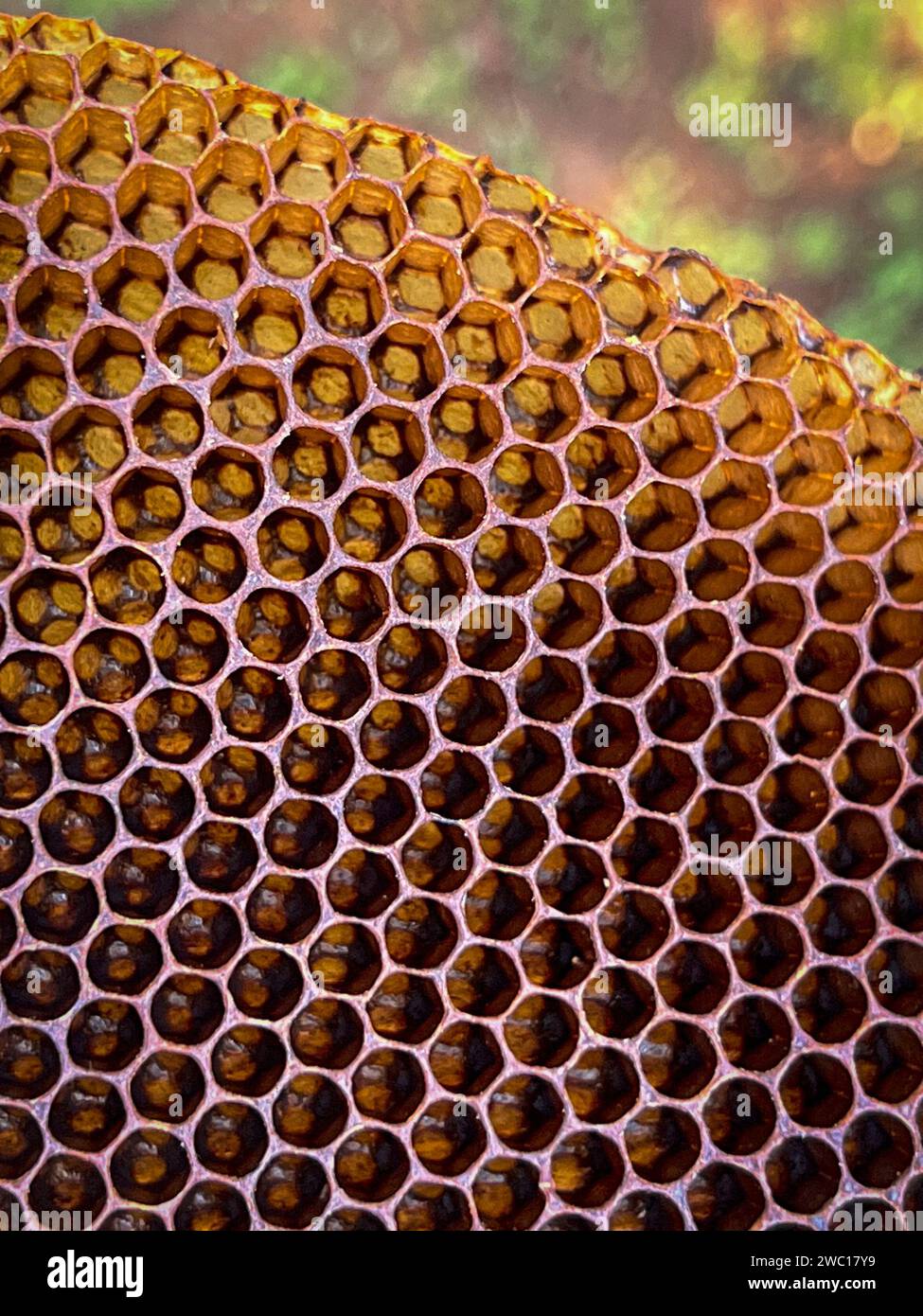 Gros plan d'un peigne d'abeilles naturel fabriqué par des abeilles sauvages Banque D'Images