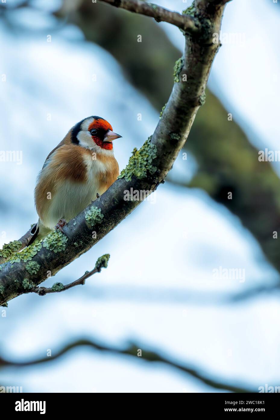 Dans la verdure de Dublin, un Goldfinch européen vibrant orne St. Anne's Park. Avec son plumage coloré, ce joyau irlandais ajoute une touche d'élégance et un Banque D'Images