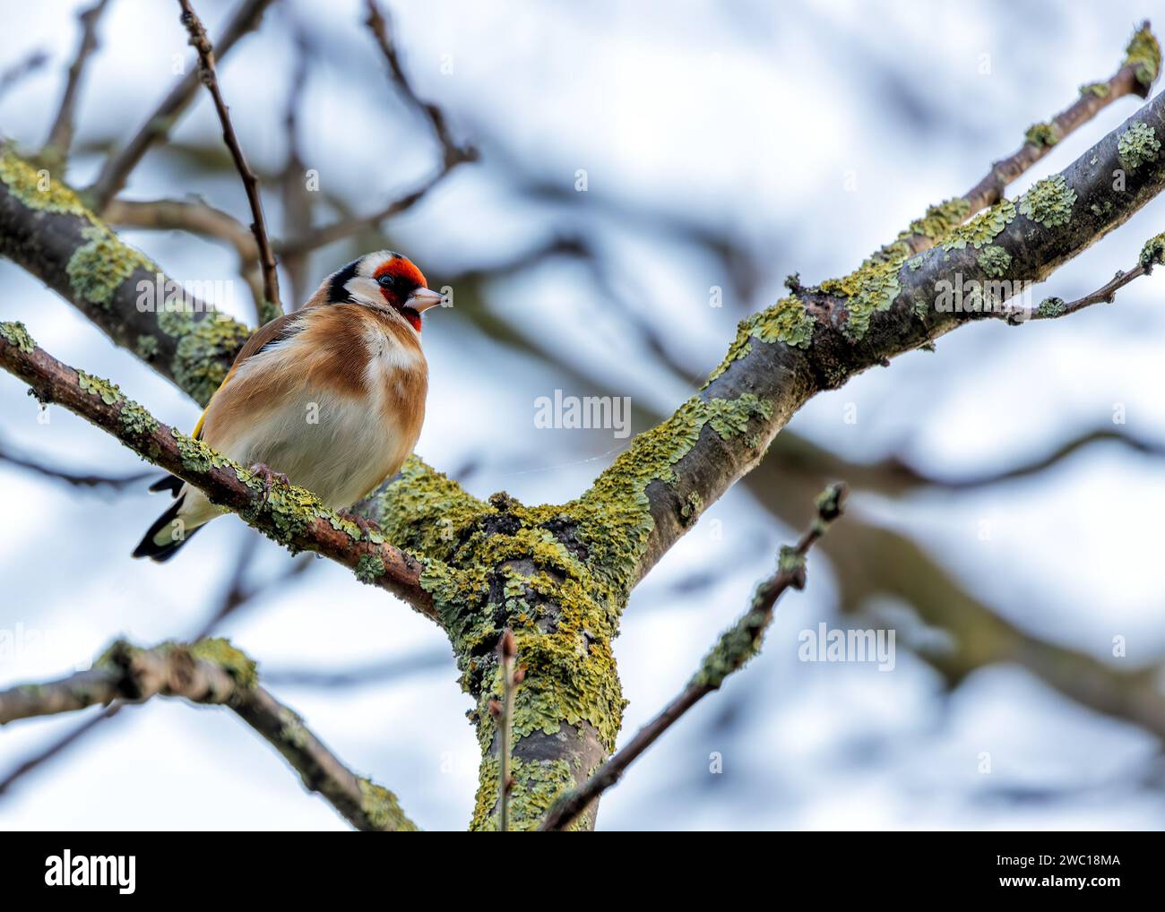 Dans la verdure de Dublin, un Goldfinch européen vibrant orne St. Anne's Park. Avec son plumage coloré, ce joyau irlandais ajoute une touche d'élégance et un Banque D'Images