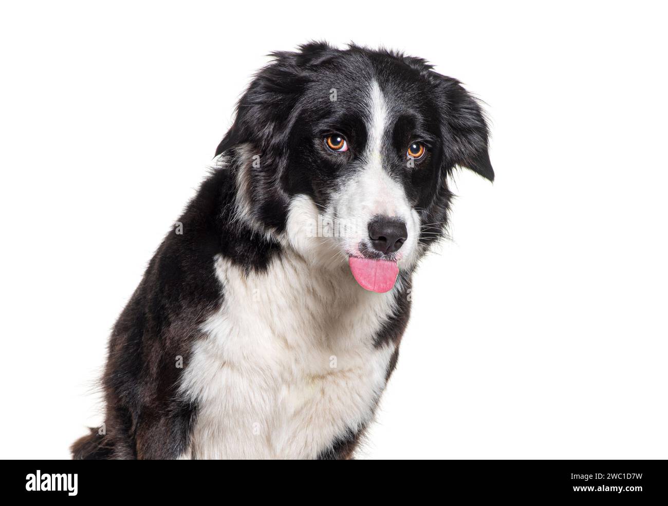 Plan de tête d'un Border collie faisant un visage, en tirant la langue, isolé sur blanc Banque D'Images