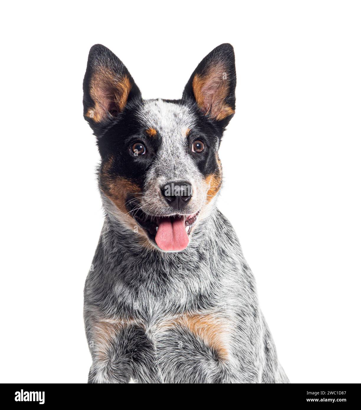 Plan de tête d'un chien de bétail australien haletant, isolé sur blanc Banque D'Images