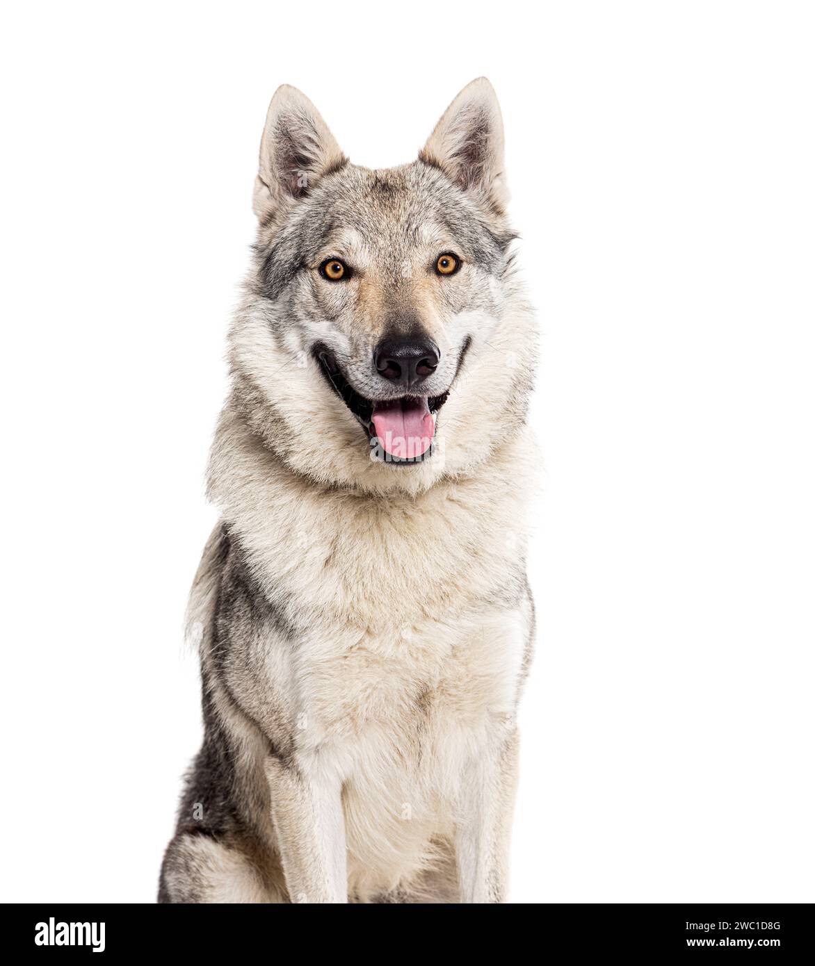 Plan de tête d'un Wolfdog tchécoslovaque haletant, isolé sur blanc Banque D'Images