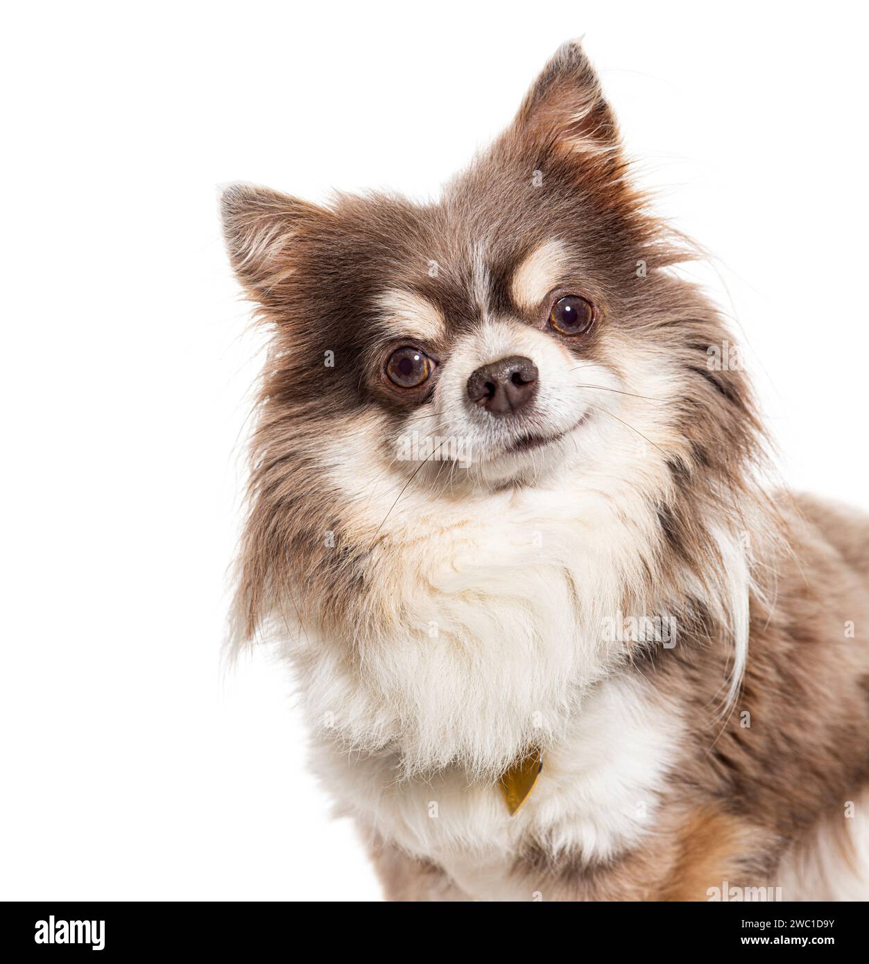 Plan de tête d'un Chihuahua tricolore regardant la caméra, isolé sur blanc Banque D'Images