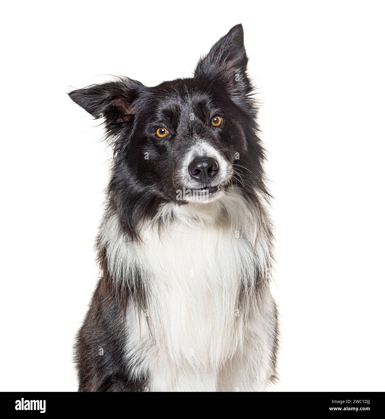 Noir et blanc Border collie regardant la caméra, isolé sur blanc Banque D'Images