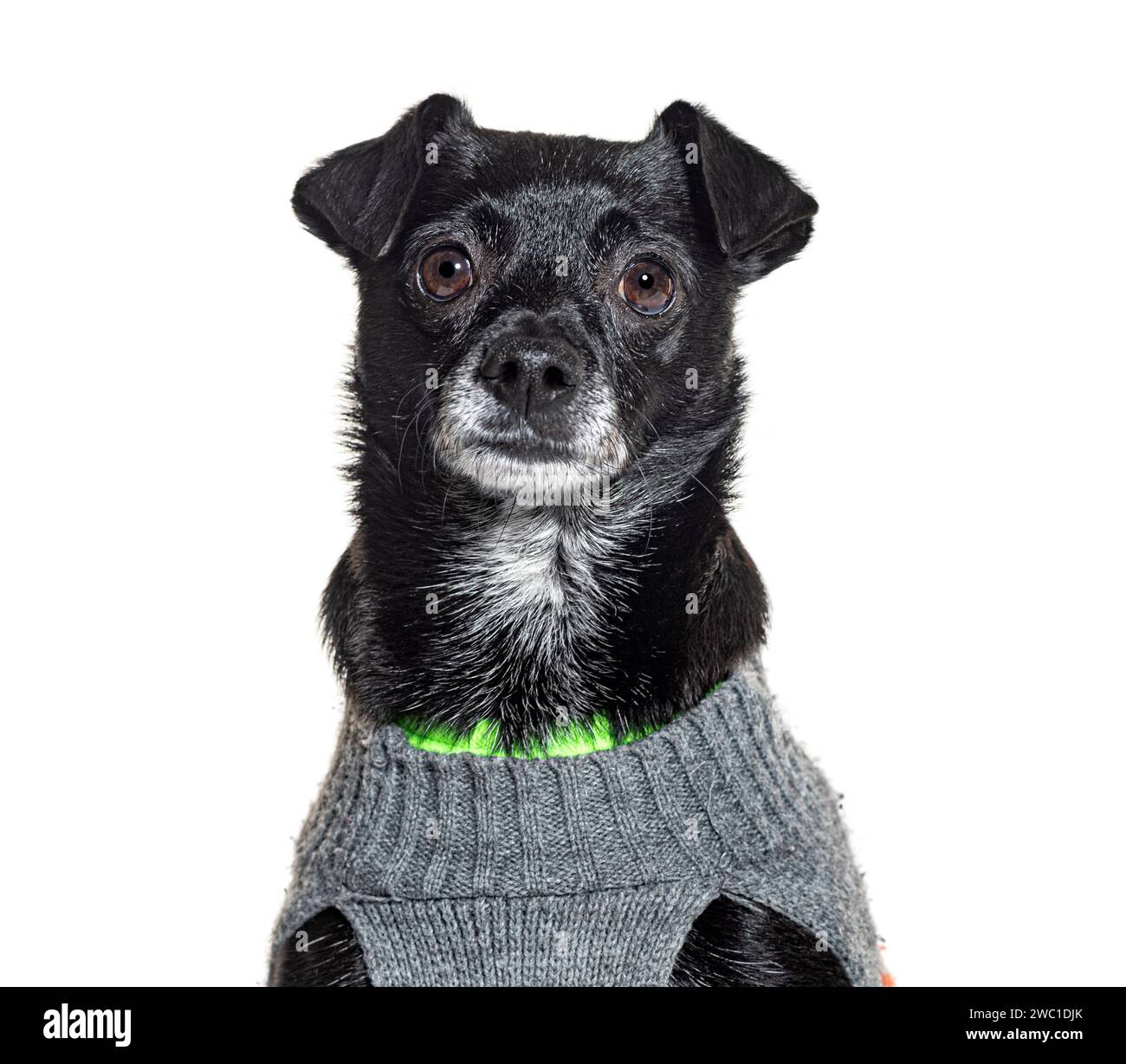 Mongrel chien portant une chemise en laine grise et verte pour animaux de compagnie, isolé sur blanc Banque D'Images