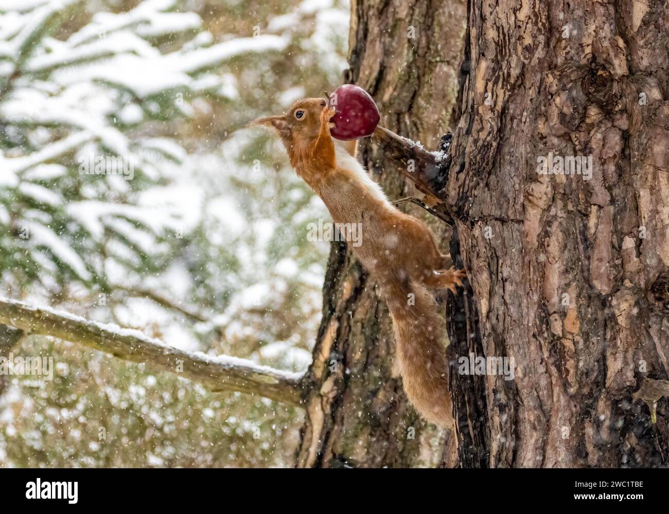 Mignon et affamé petit écureuil roux écossais dans la forêt dans la neige en hiver mangeant une pomme rouge de la branche d'un arbre Banque D'Images