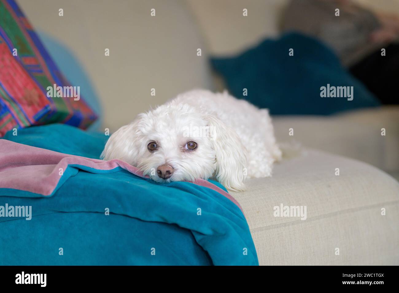 Mignon chien Havanais allongé sur le canapé avec sa tête sur une couverture confortable et regardant directement dans la caméra Banque D'Images Mignon chien Havanais allongé sur le canapé avec sa tête sur une couverture confortable et regardant directement dans la caméra Banque D'Images