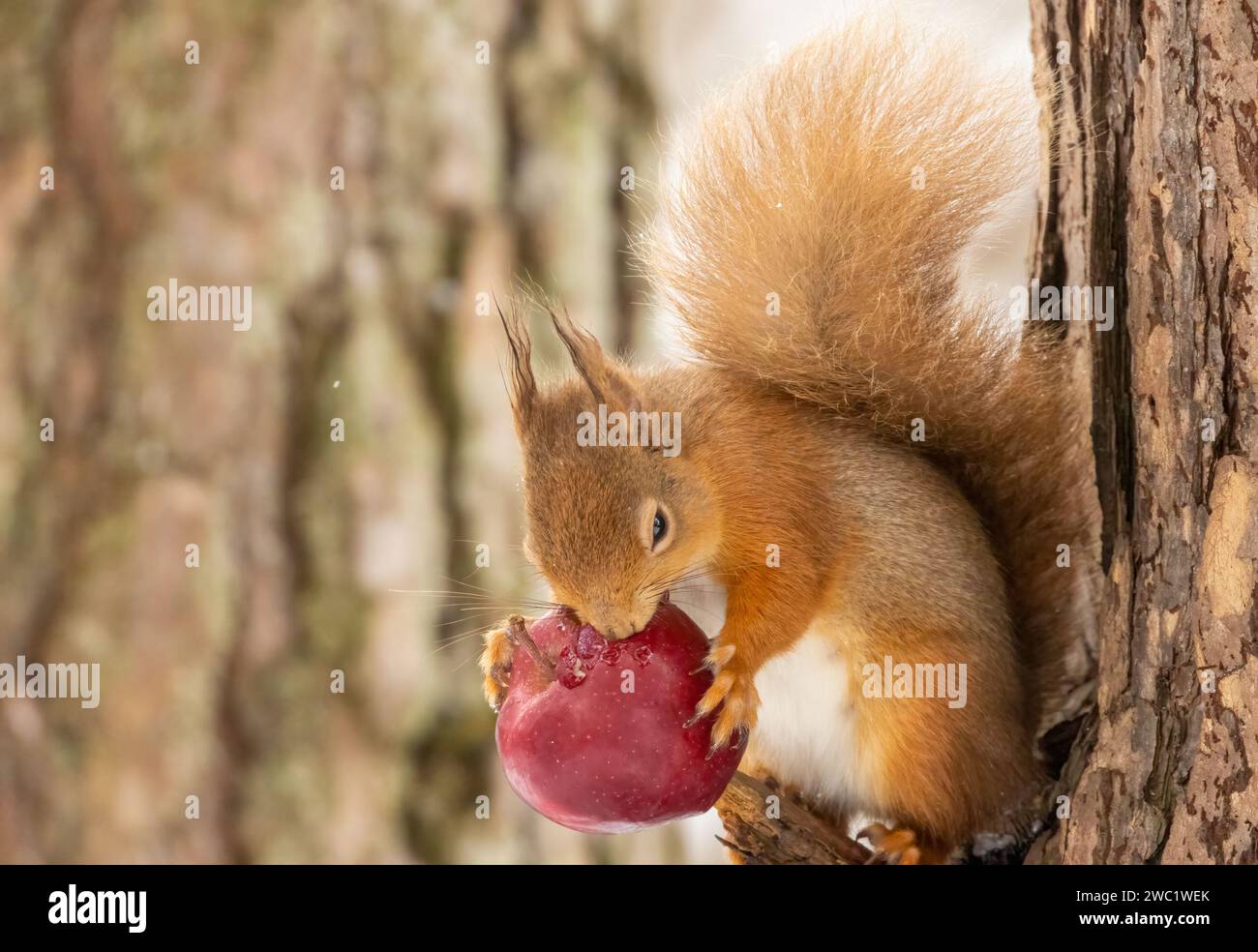 Mignon et affamé petit écureuil roux écossais dans la forêt dans la neige en hiver mangeant une pomme rouge de la branche d'un arbre Banque D'Images