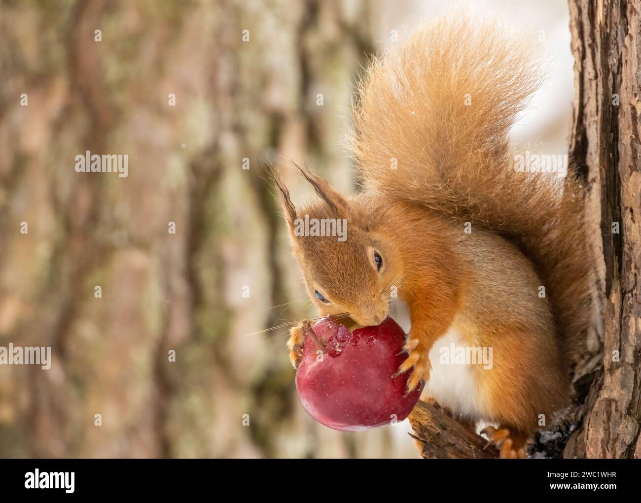 Mignon et affamé petit écureuil roux écossais dans la forêt dans la neige en hiver mangeant une pomme rouge de la branche d'un arbre Banque D'Images