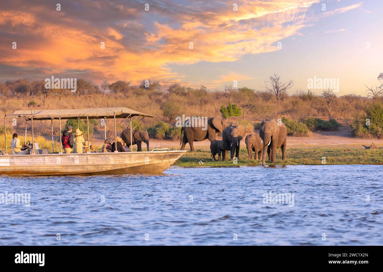 Parc national de Chobe, Botswana : les touristes dans un bateau observent les éléphants le long de la rivière Chobe dans le parc national de Chobe, Botswana. Banque D'Images