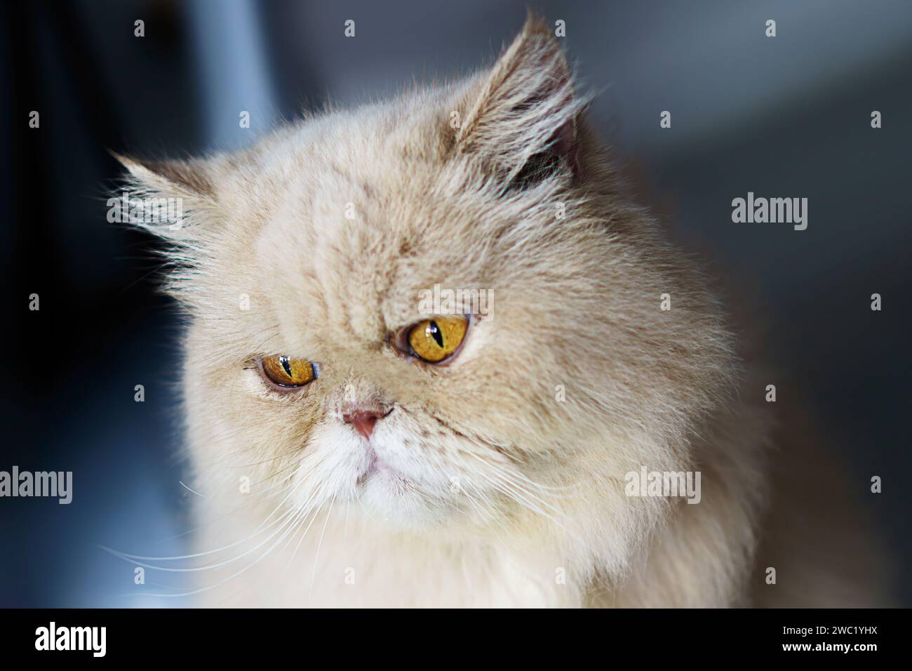 Chat exotique persan rouge devant le fond Banque D'Images