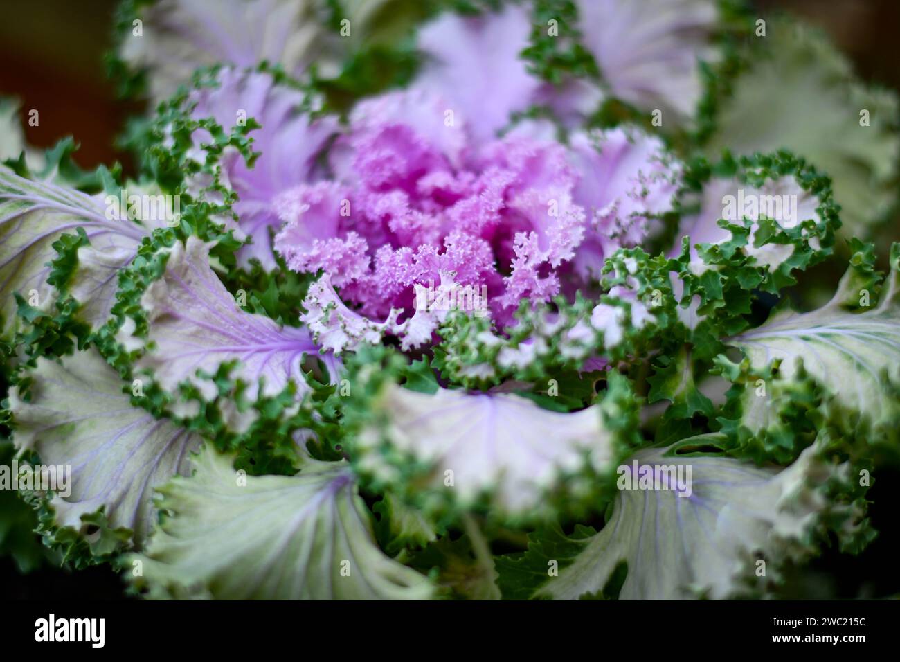 Chou frisé violet ornemental Banque D'Images