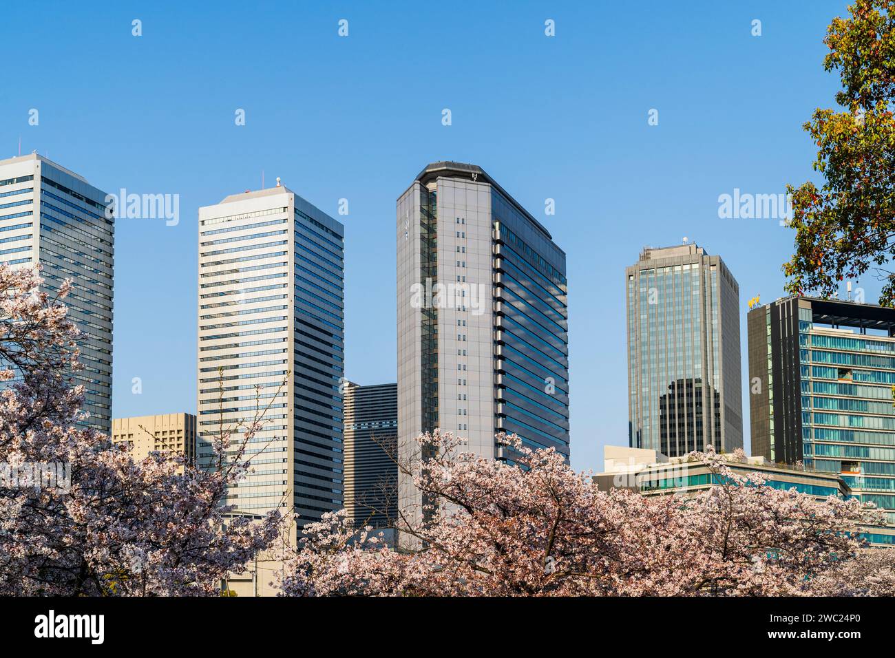 Osaka Business Park avec les tours jumelles Panasonic et le bâtiment IMP s'élevant au-dessus d'une couche de cerisiers en fleurs en pleine floraison. Ciel bleu. Banque D'Images